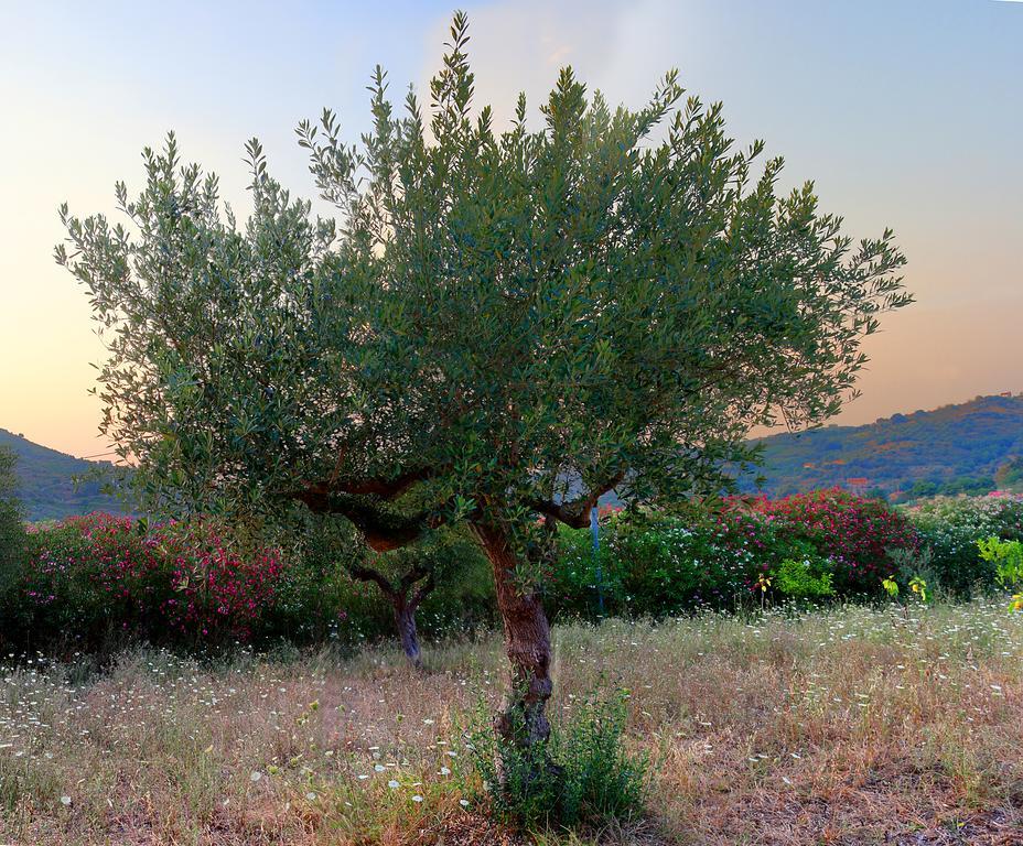 B&B Cilentum Agropoli Extérieur photo